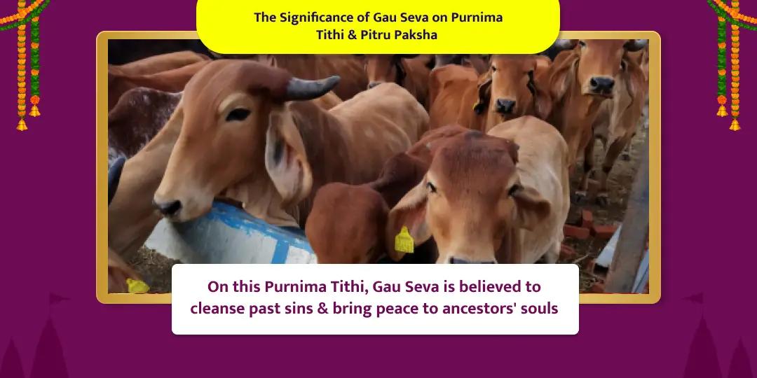 Pitru Paksha Purnima Gau Seva 