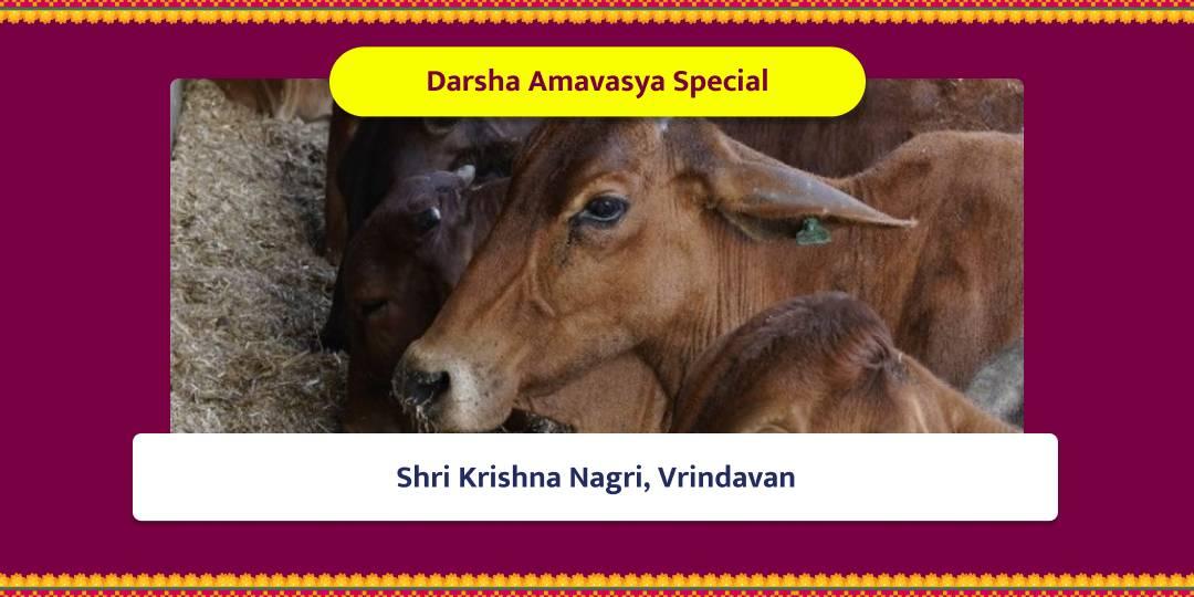 Darsha Amavasya Special Vrindavan Gau Mahaseva