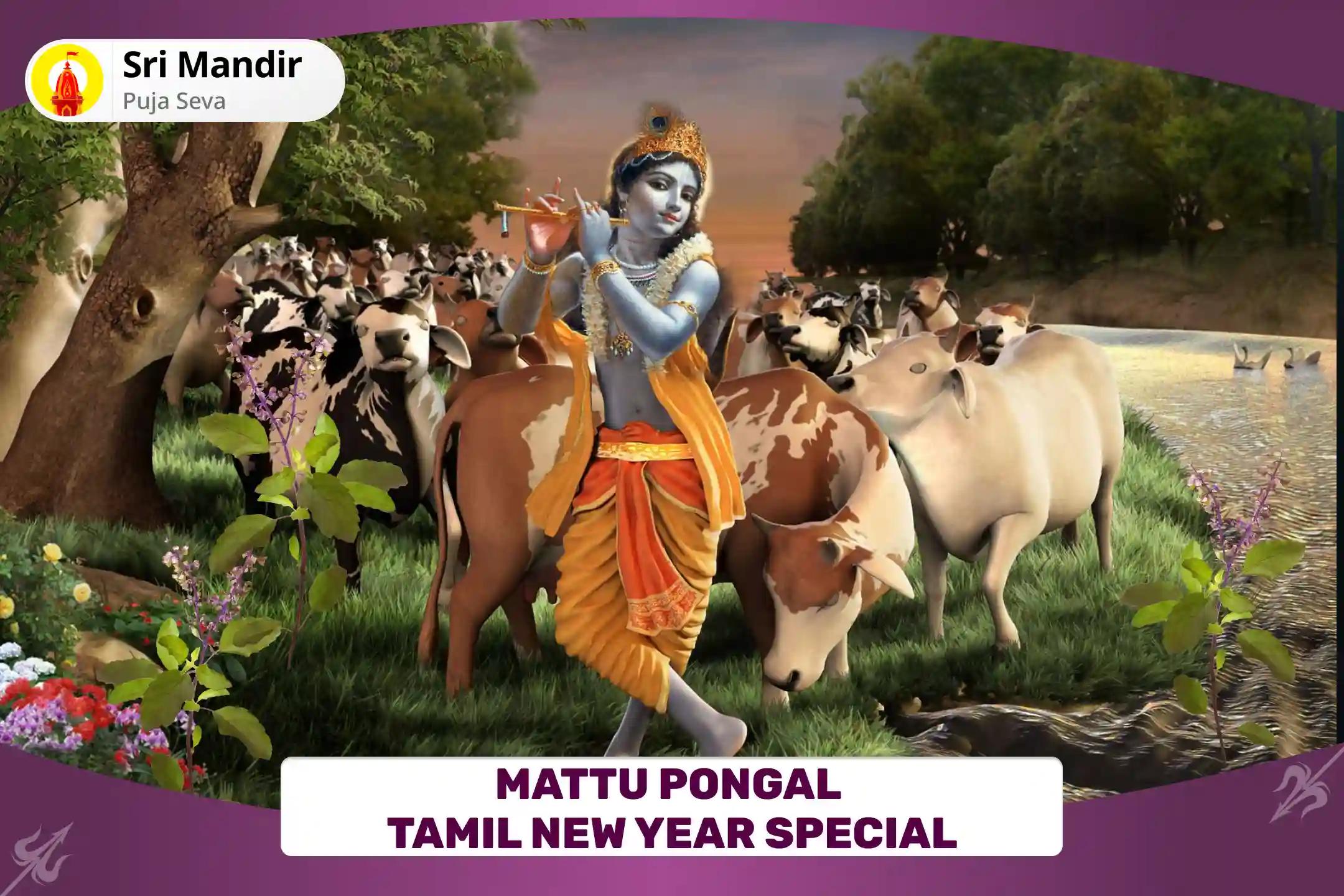 Mattu Pongal Tamil New Year Special Gau Pujan and Seva, Krishna Tulsi Pushpanjali and Mattu Pongal Homa for Prosperity, Abundance And Spiritual Strength To Triumph Over Evil