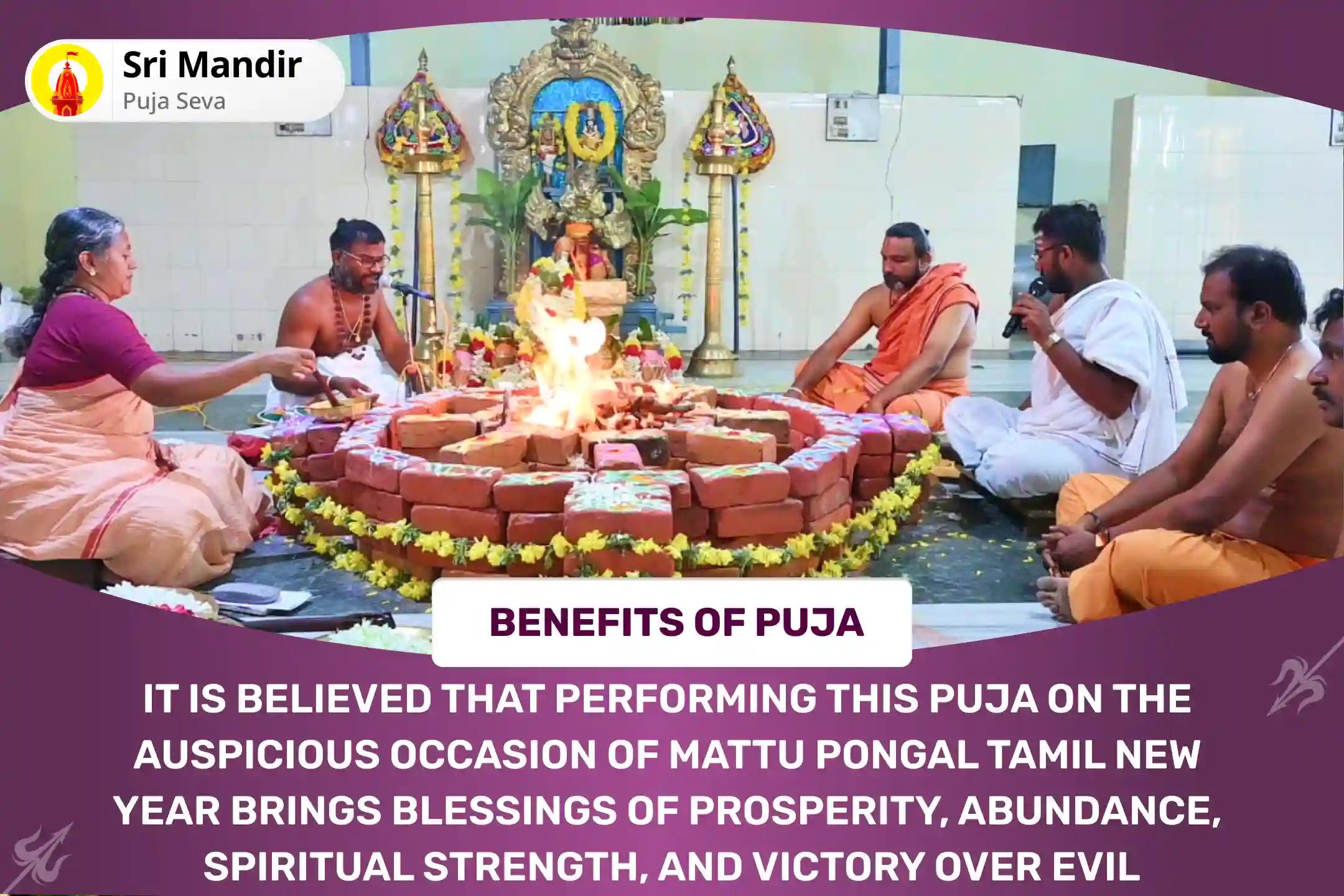 Mattu Pongal Tamil New Year Special Gau Pujan and Seva, Krishna Tulsi Pushpanjali and Mattu Pongal Homa for Prosperity, Abundance And Spiritual Strength To Triumph Over Evil