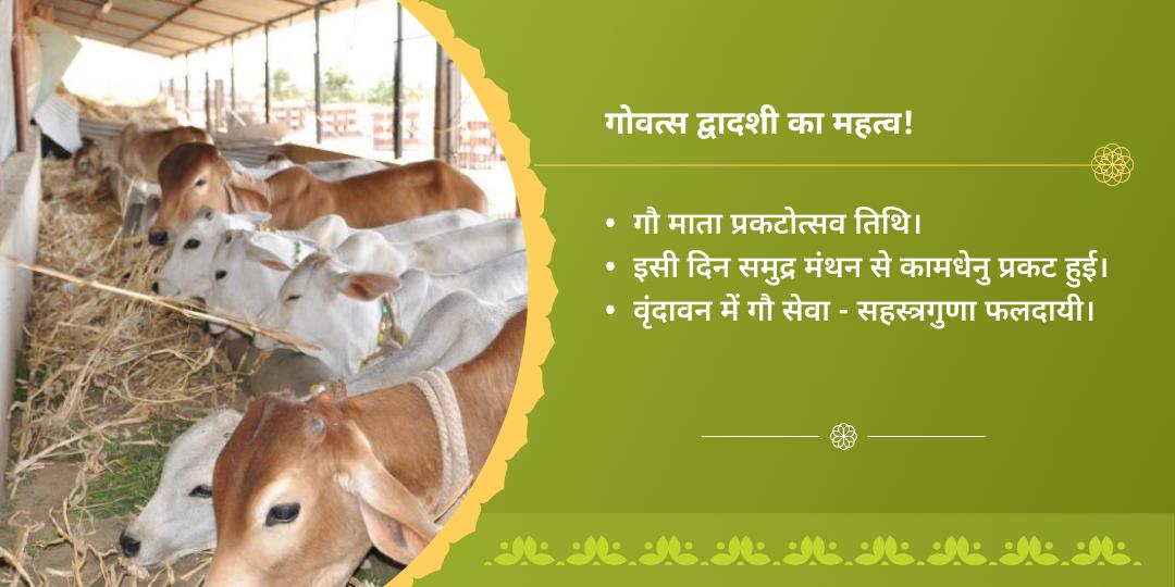 दिवाली महोत्सव प्रारंभ गोवत्स द्वादशी गौमाता प्रकटोत्सव वृंदावन गौ सेवा