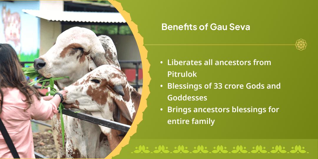 2025 Last Purnima Vrindavan Kamadhenu Gau Seva