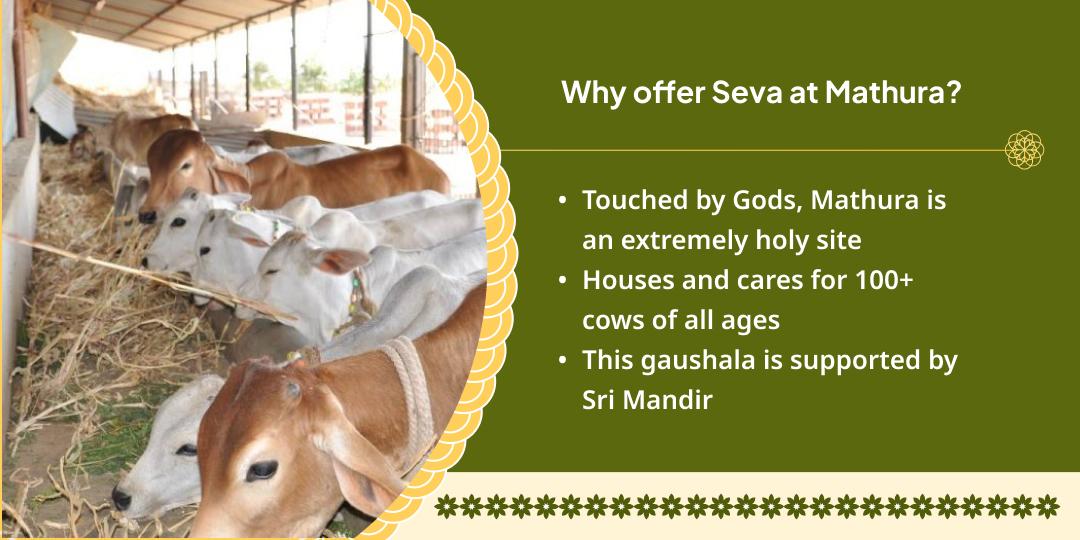 Gau Mata Seva in Mathura (A Noble Deed on the Onset of 2026)